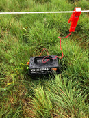 Cheetah Cub | 0.9 Miles